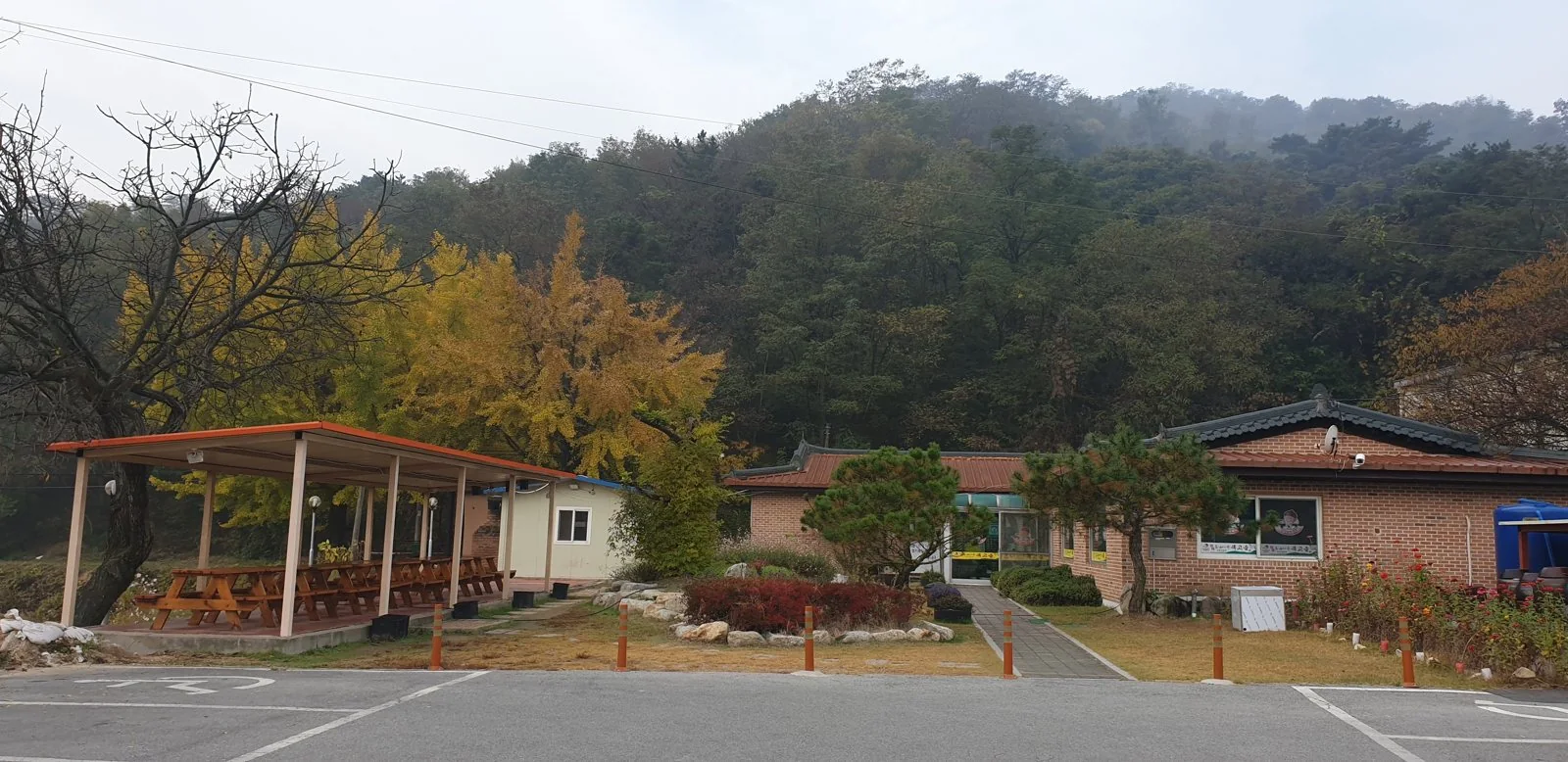 가을 정원과 노란 은행나무, 소나무, 식당 건물